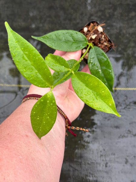Hoya danumensis ssp. amarii – Nest Tropicals