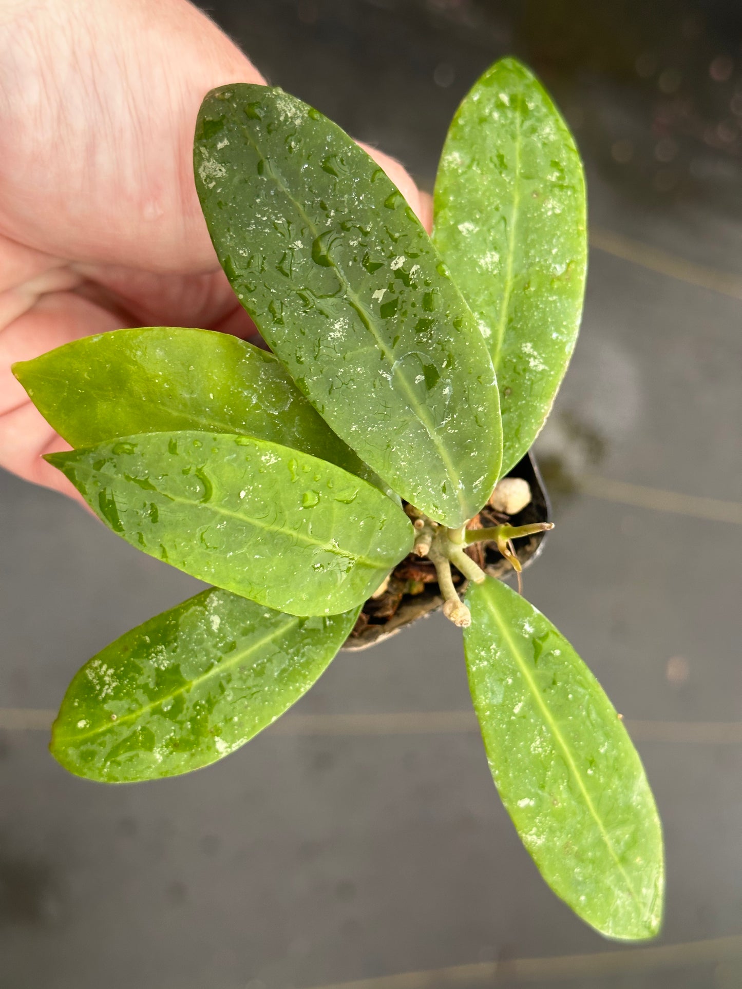 Hoya ruthiae UT 168