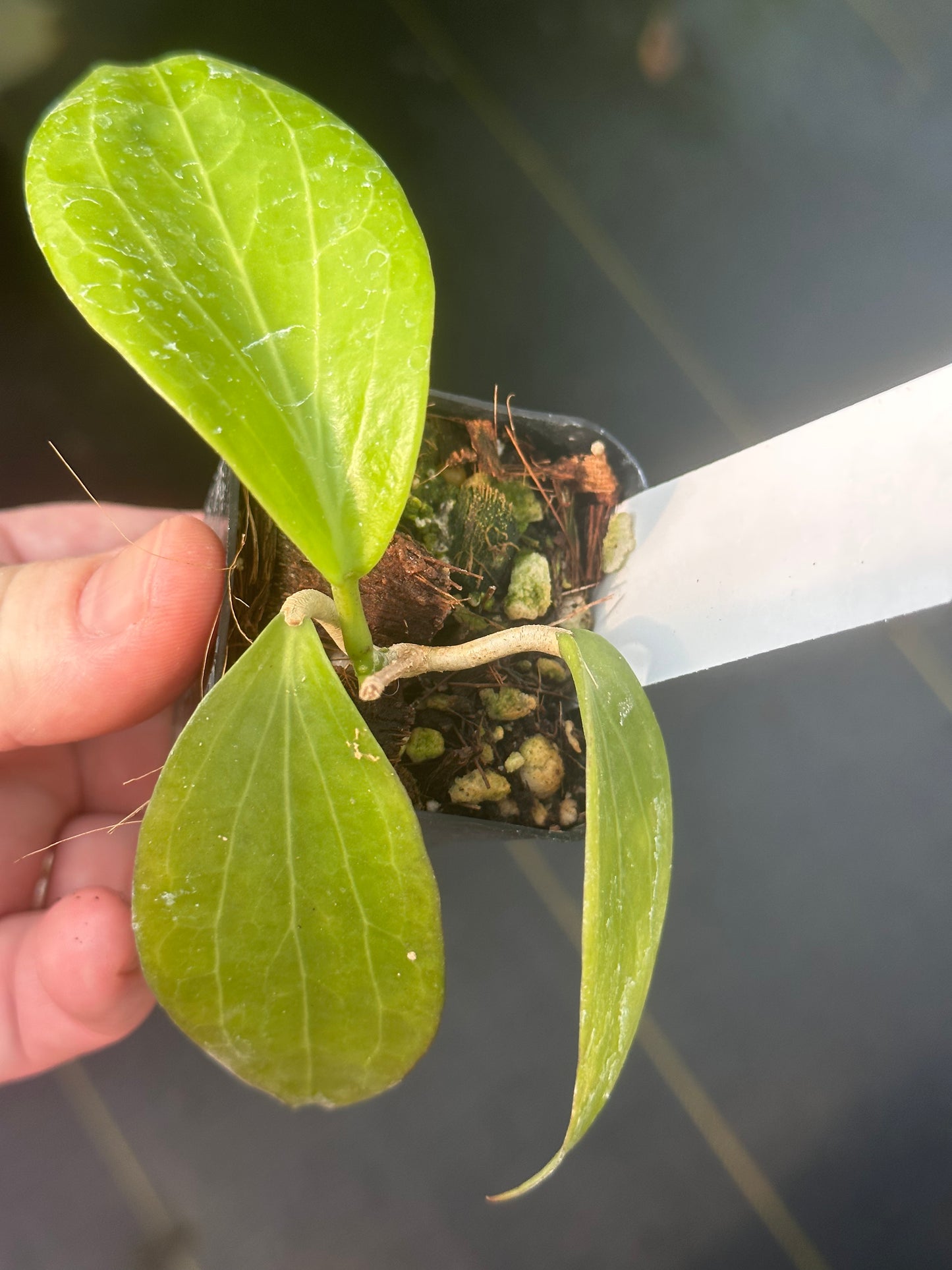 Hoya IML 338 HX 57