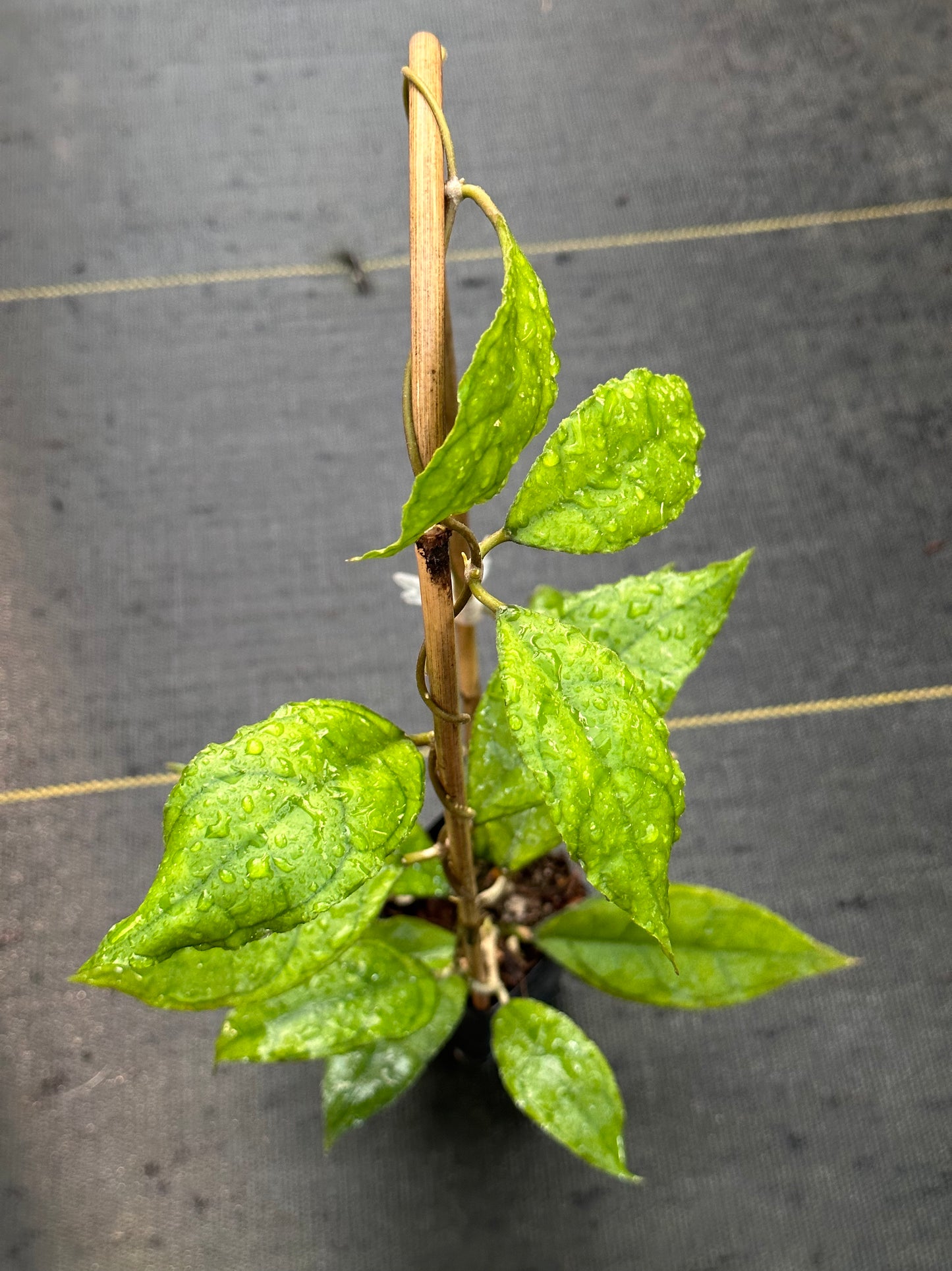 Hoya finlaysonii ‘Esta’- Trellised