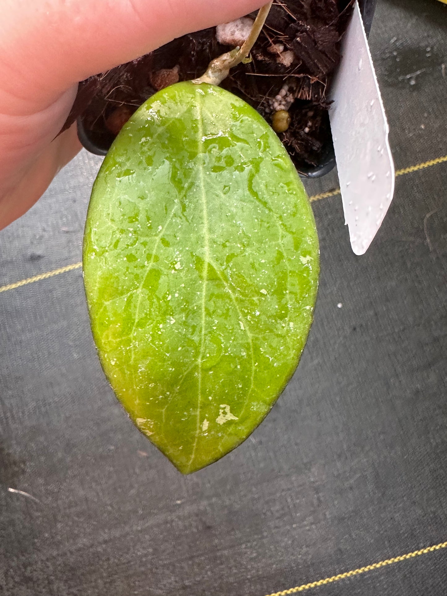 Hoya ‘Jordana’