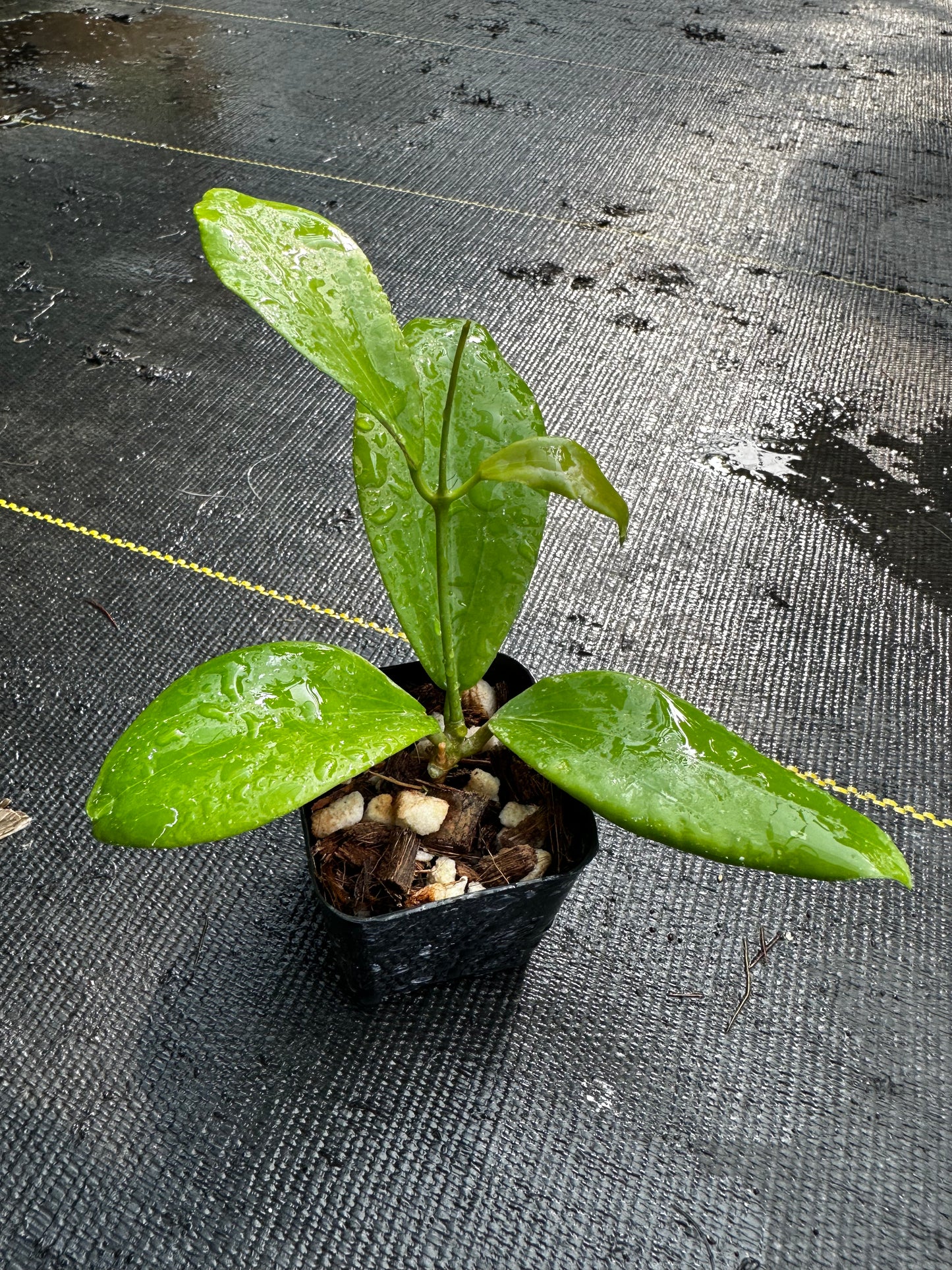 Hoya ‘Annakey’ MB 1291
