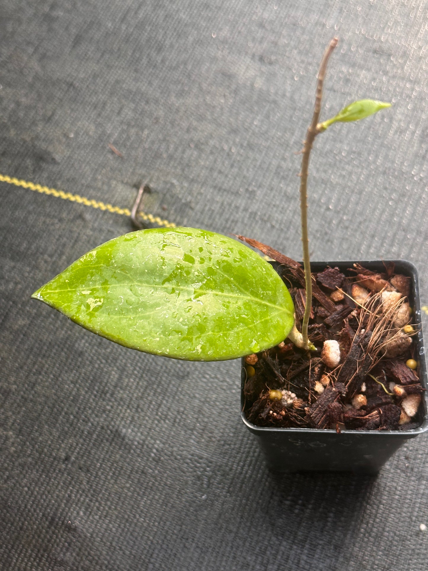 Hoya ‘Jordana’