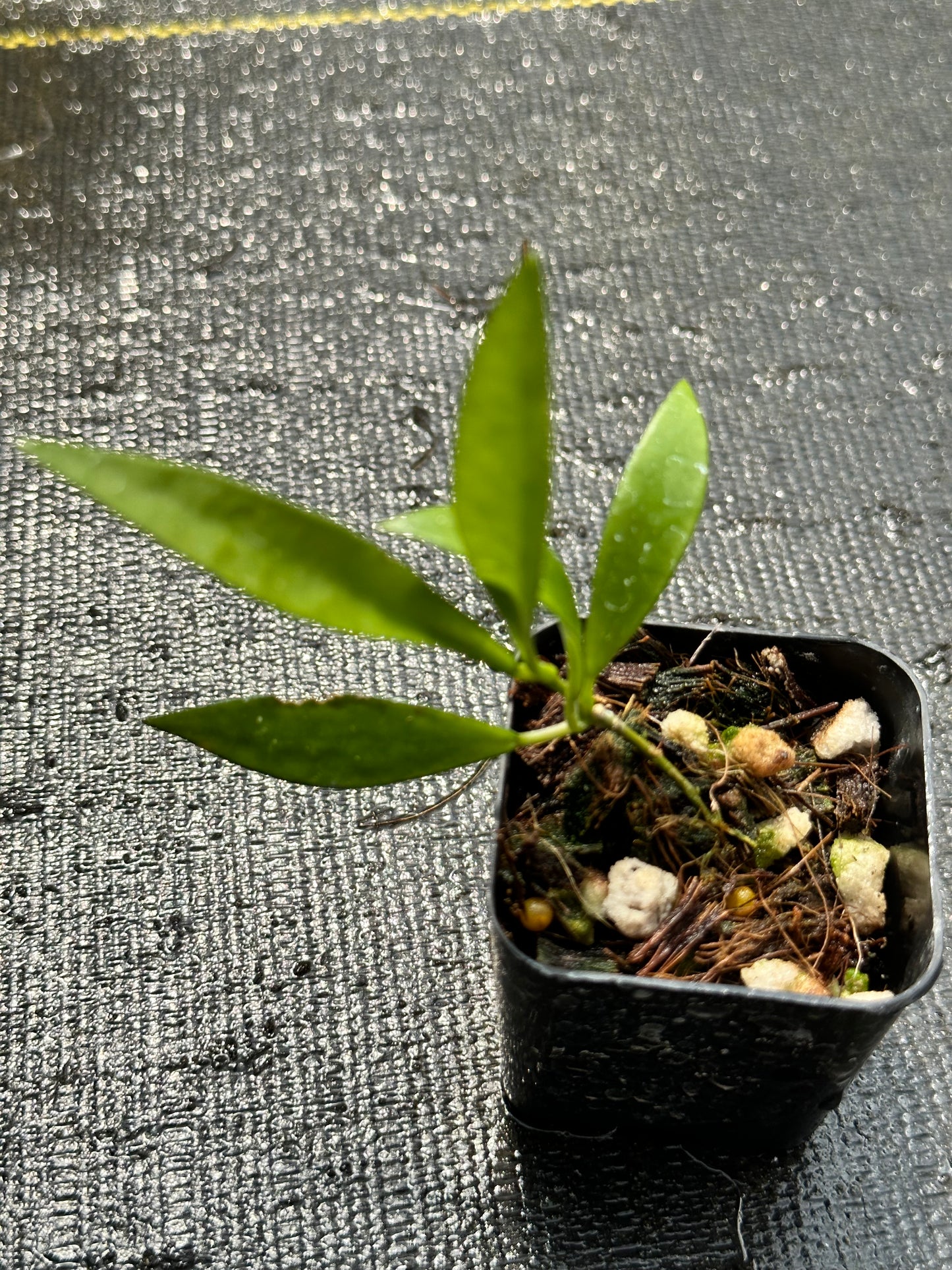Hoya sp. Tanggamus