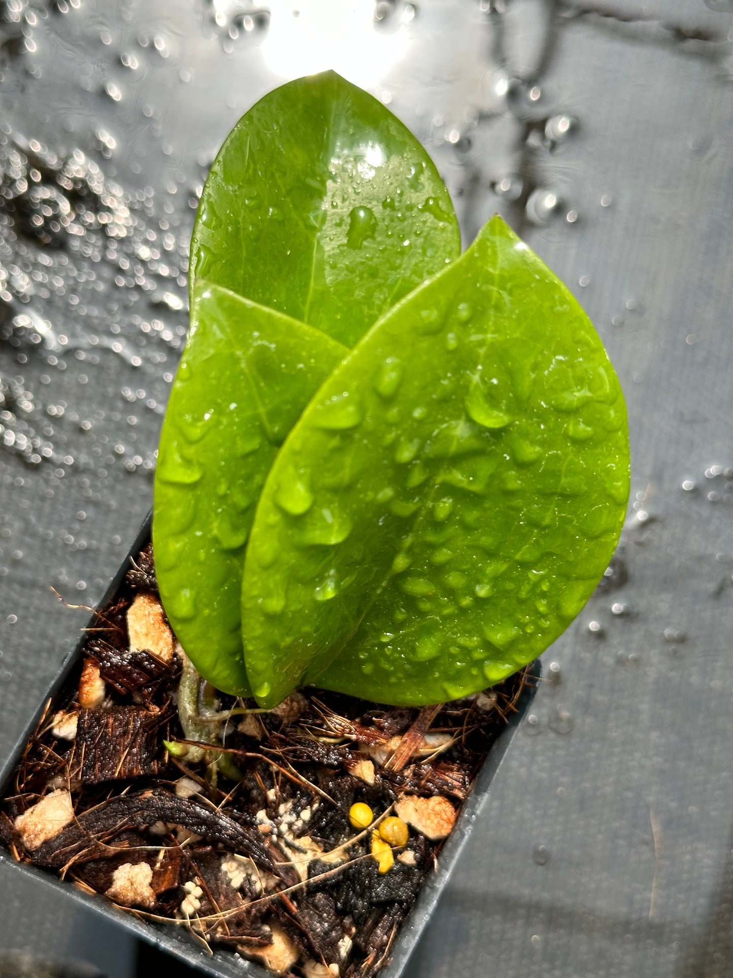 Hoya surigaoensis