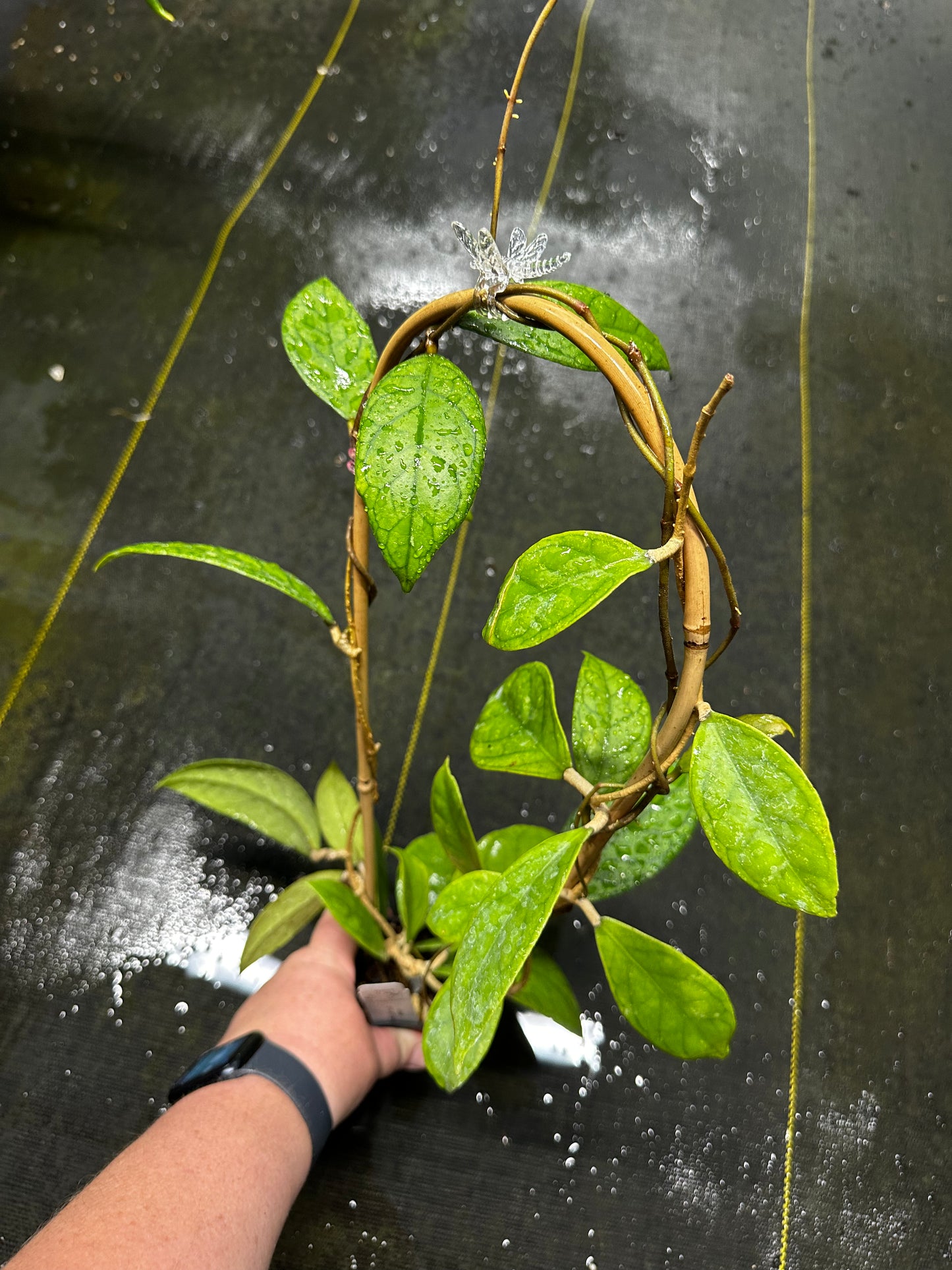 Hoya EPC-ETGA