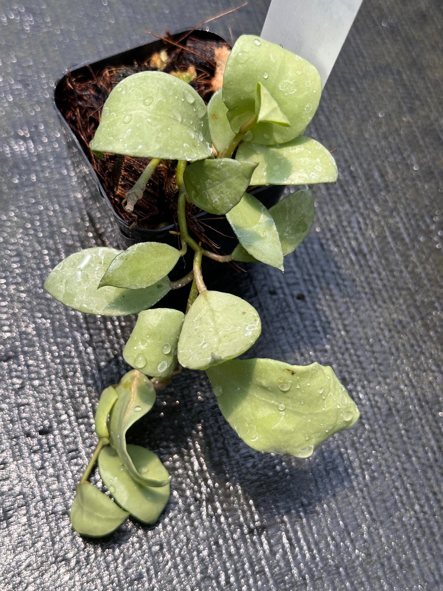 Hoya lacunosa 'Silver Full Moon' – Nest Tropicals Hoya lacunosa 'Silver Full Moon' – Nest Tropicals