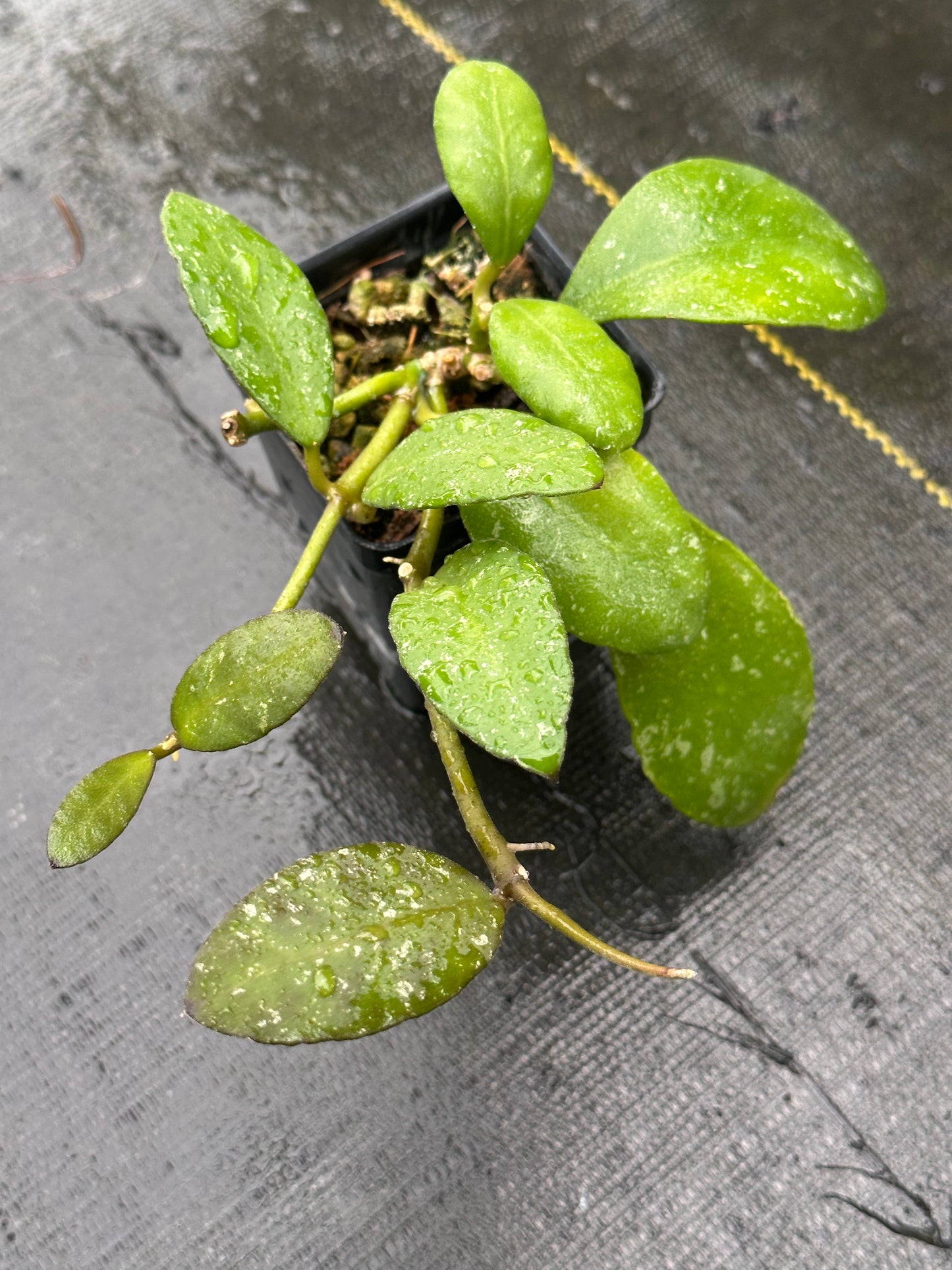 Hoya waymaniae (light splash)
