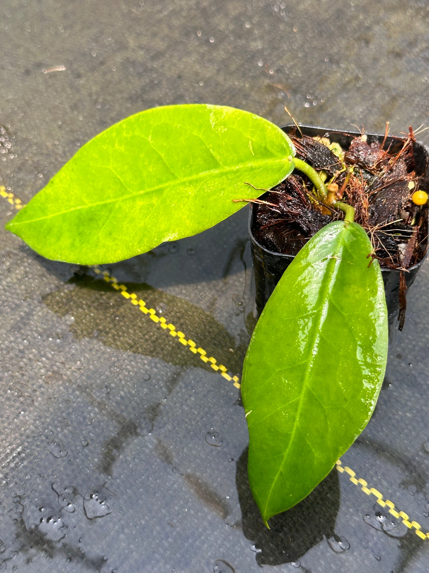 Hoya megalaster