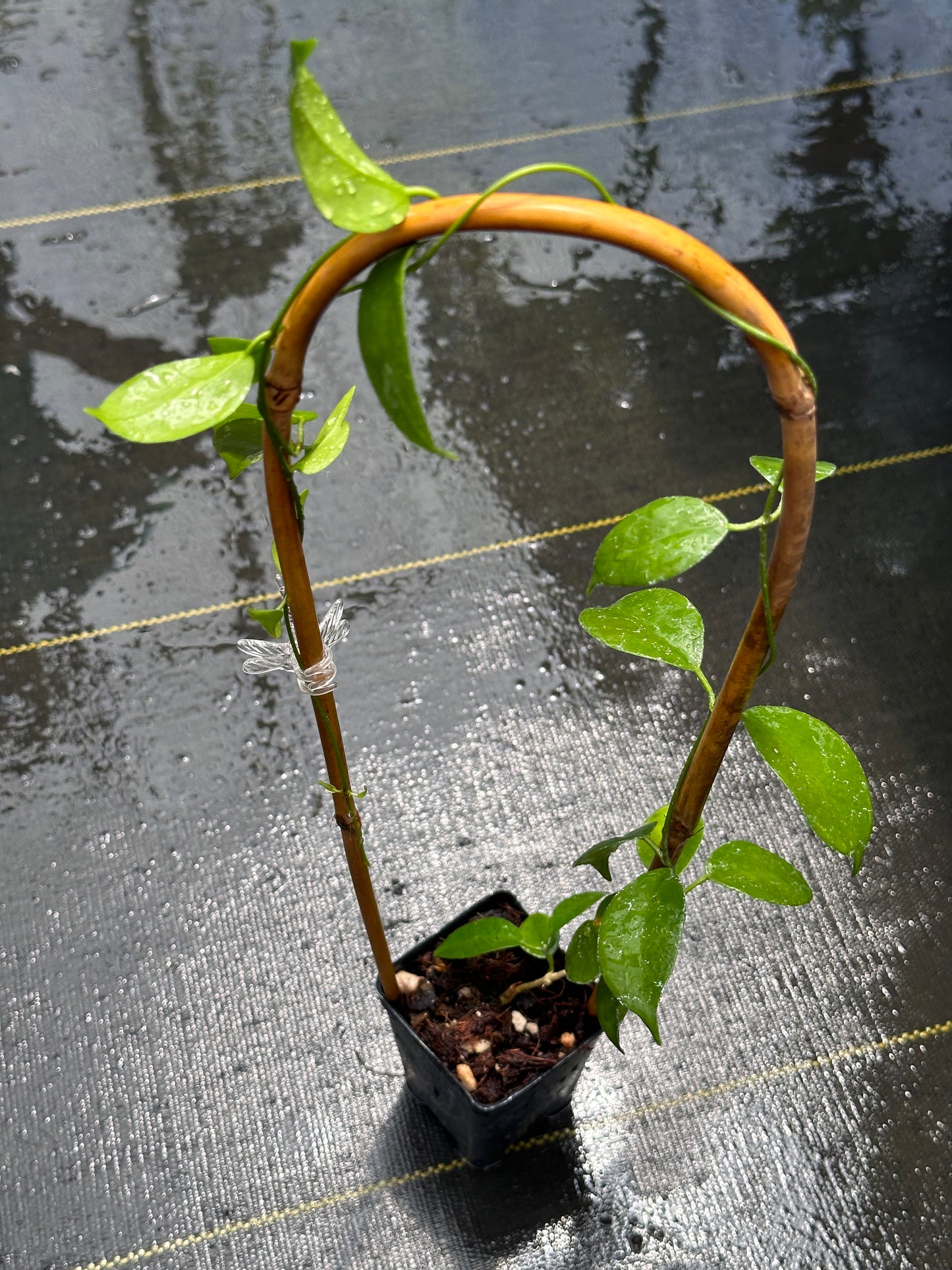Hoya sp. Ovalau Island - Trellised