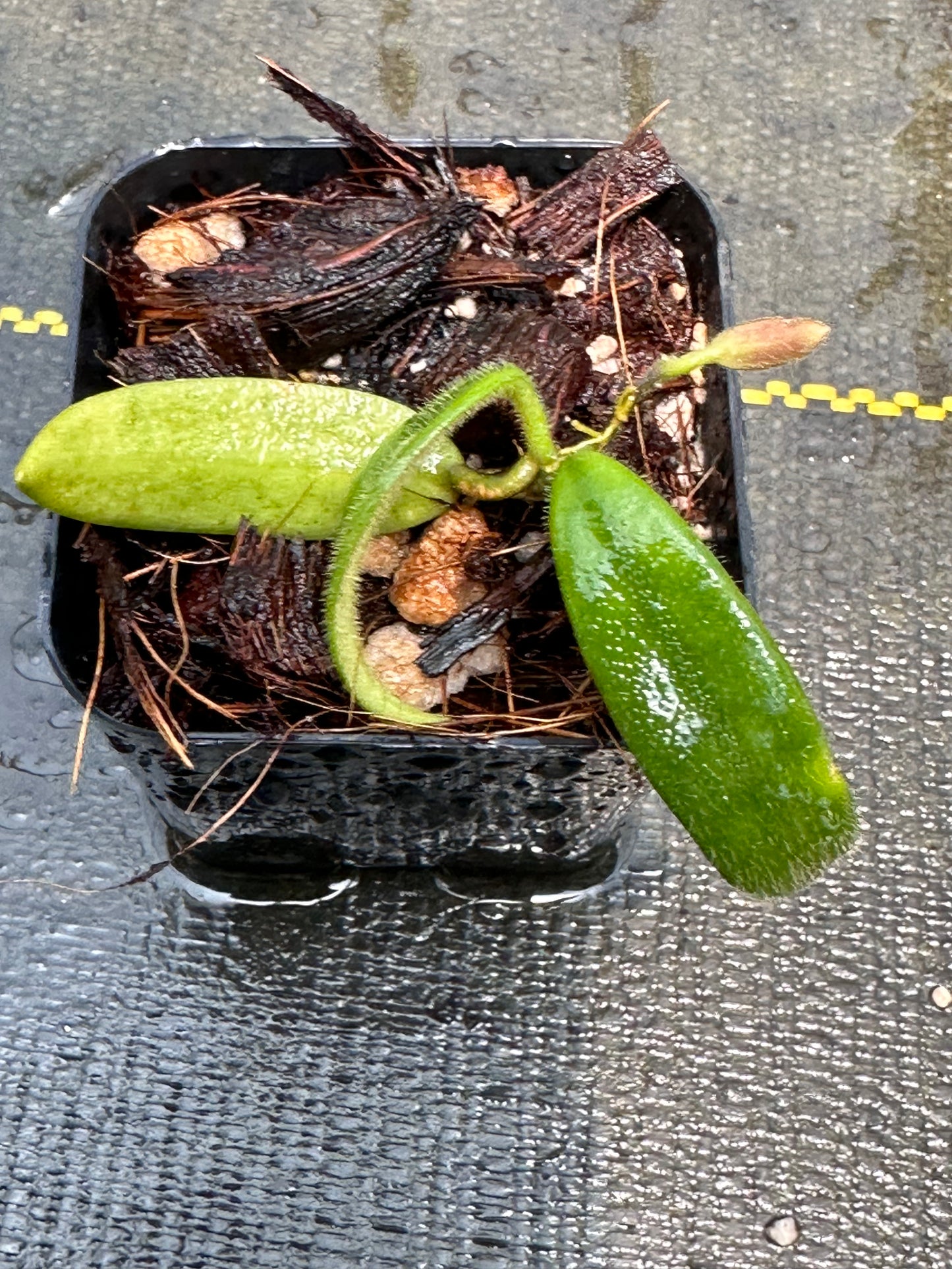 Hoya lyi