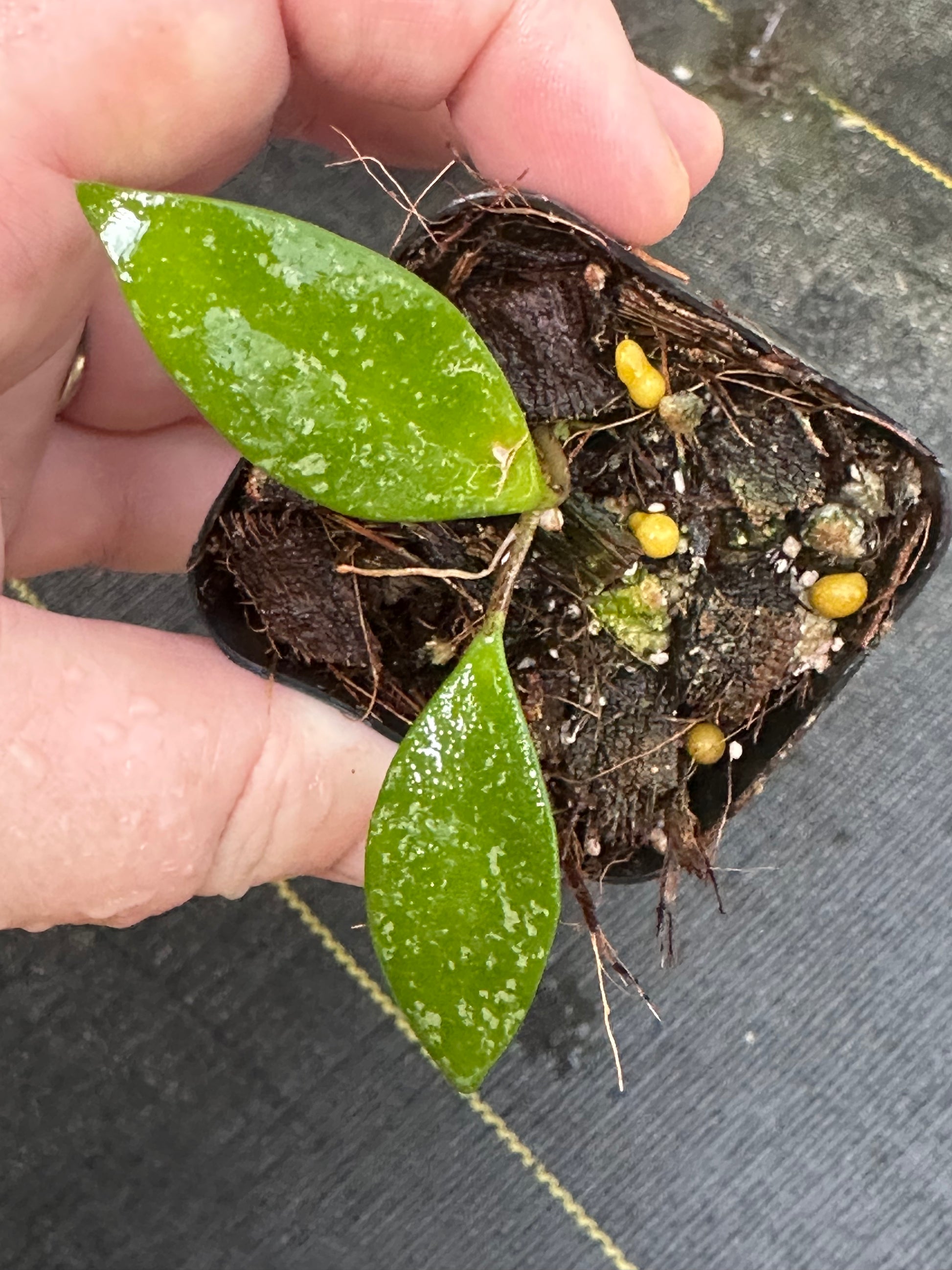 Hoya sp. Cianjur (splash, bumpy leaves) – Nest Tropicals