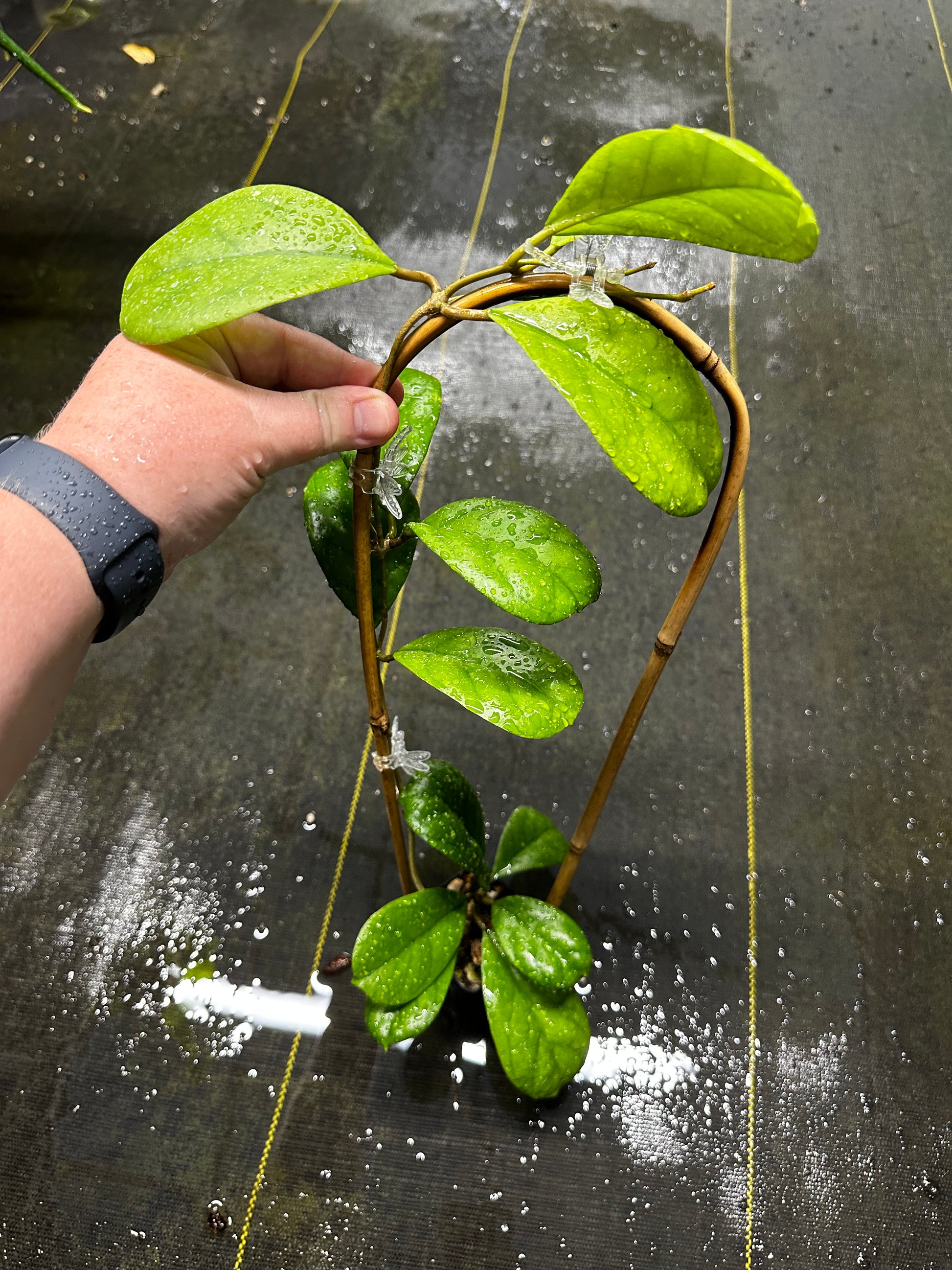 Hoya ‘Viola’ Trellised Nest Tropicals