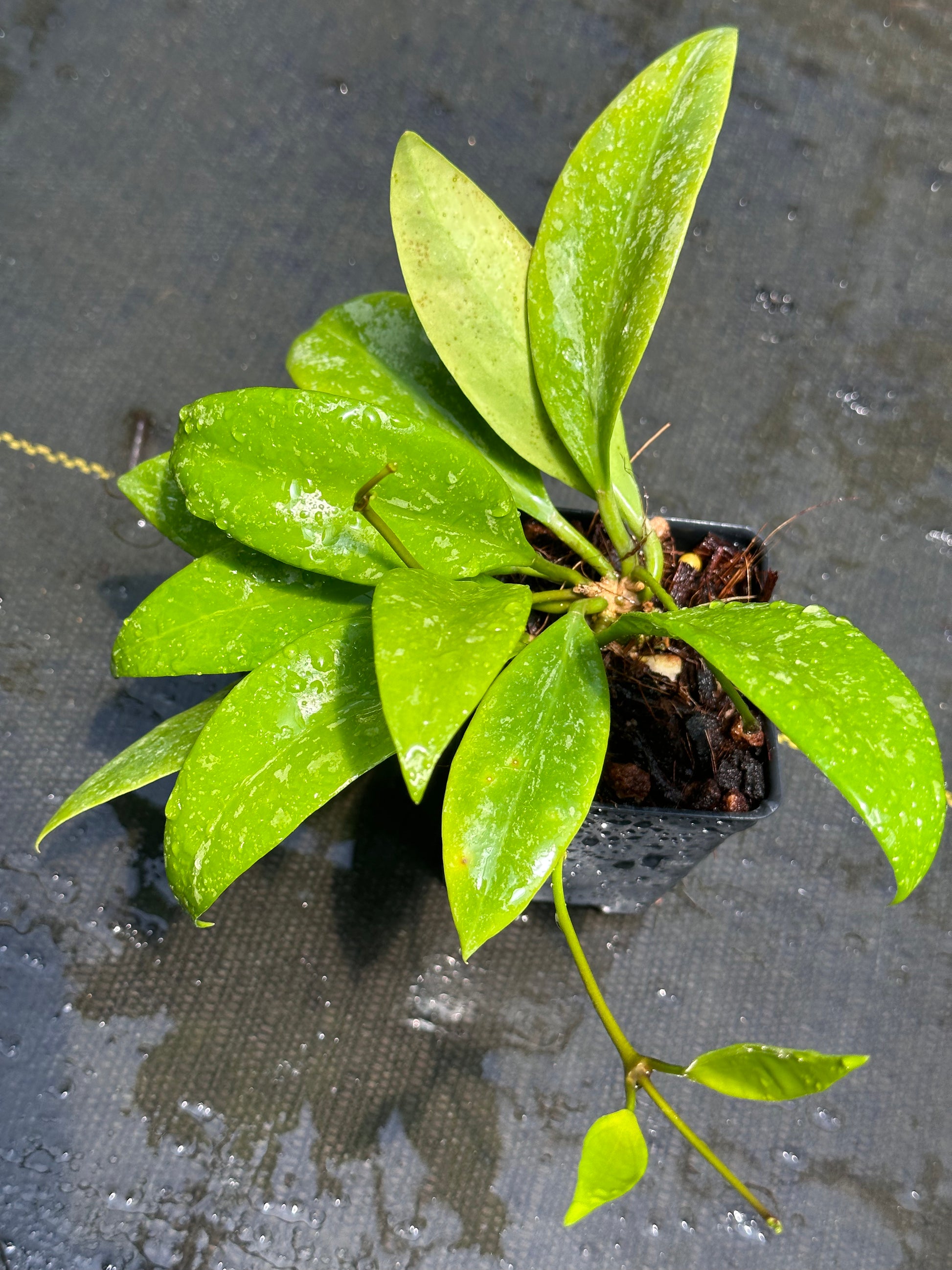 Hoya memoria x IR26 – Nest Tropicals Hoya memoria x IR26 – Nest Tropicals