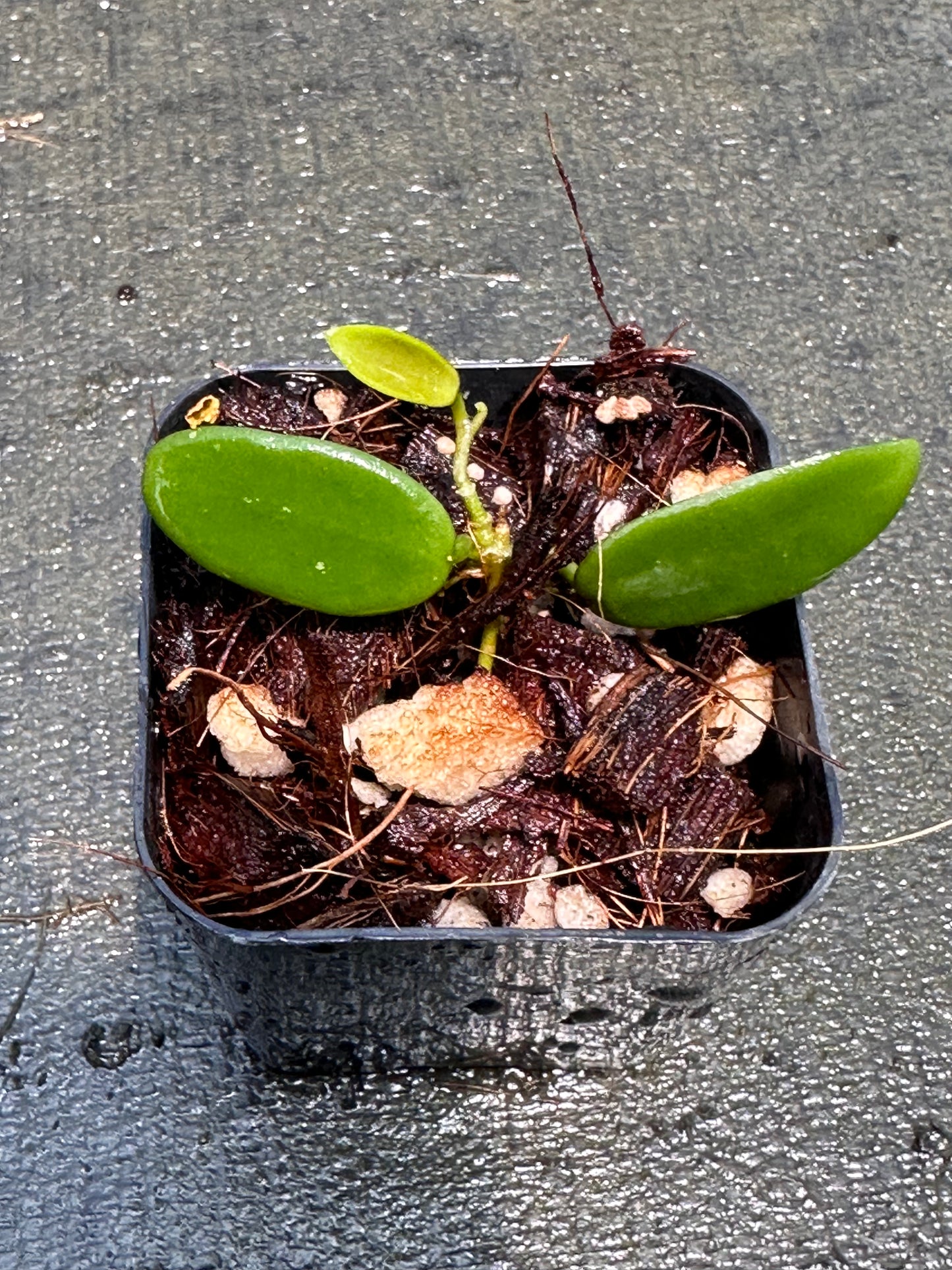 Hoya lyi China