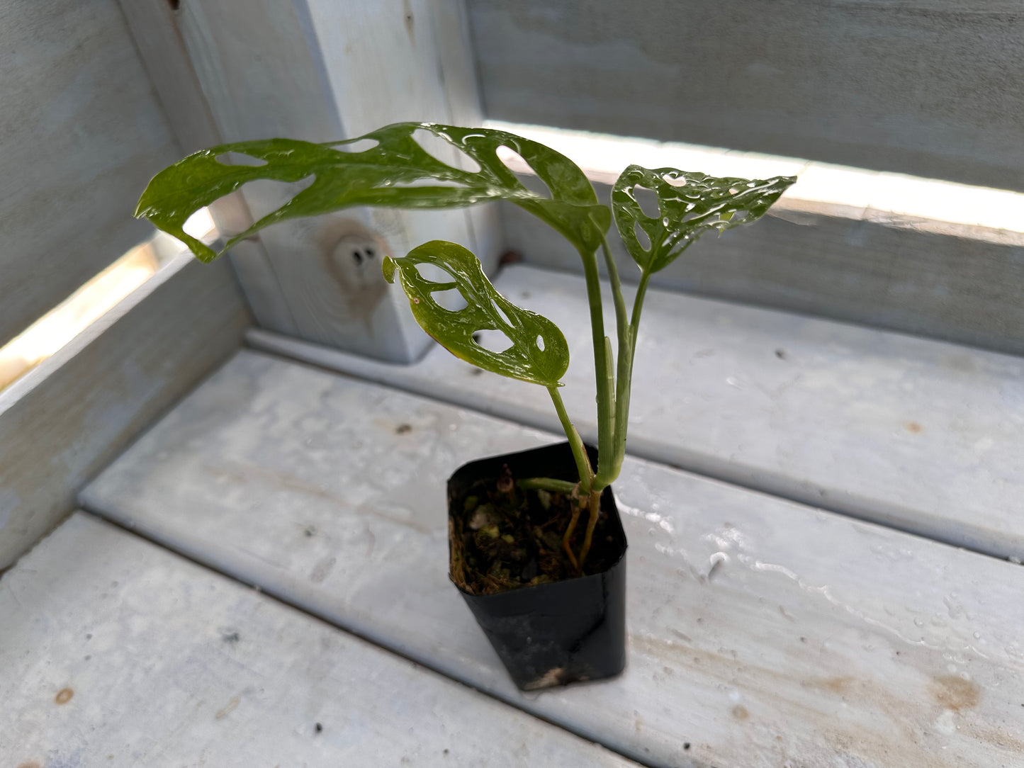 Monstera adansonii ssp. laniata ‘Double Windows’