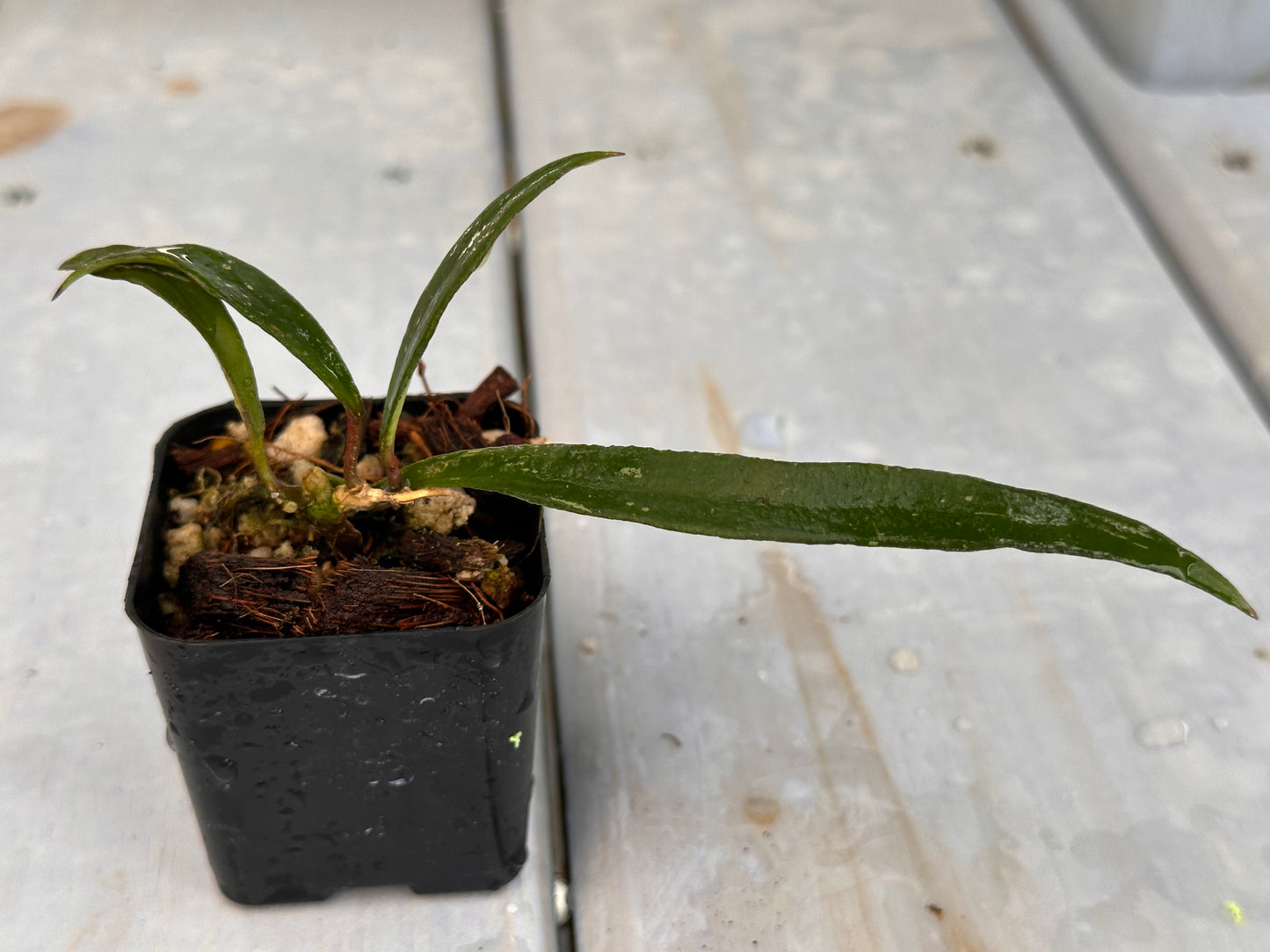 Hoya mirabilis (long leaves)