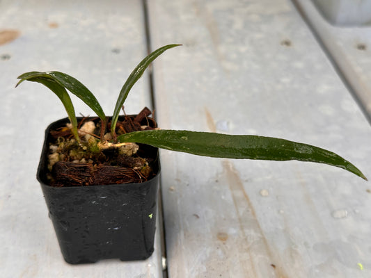 Hoya mirabilis (long leaves)