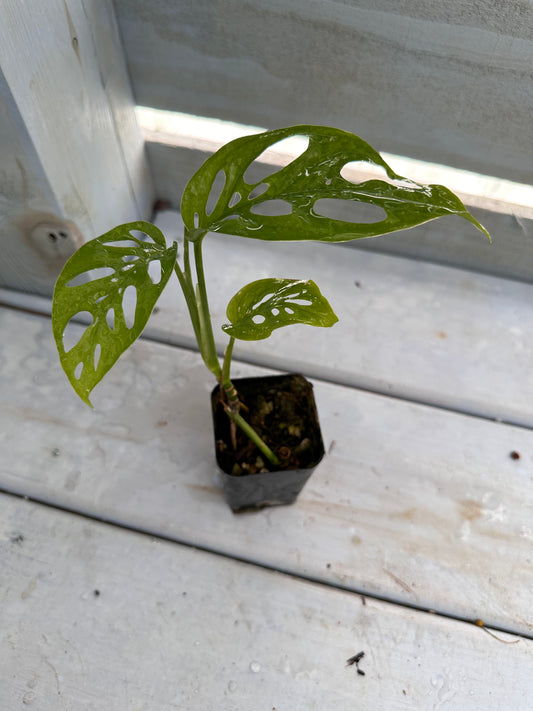 Monstera adansonii ssp. laniata ‘Double Windows’