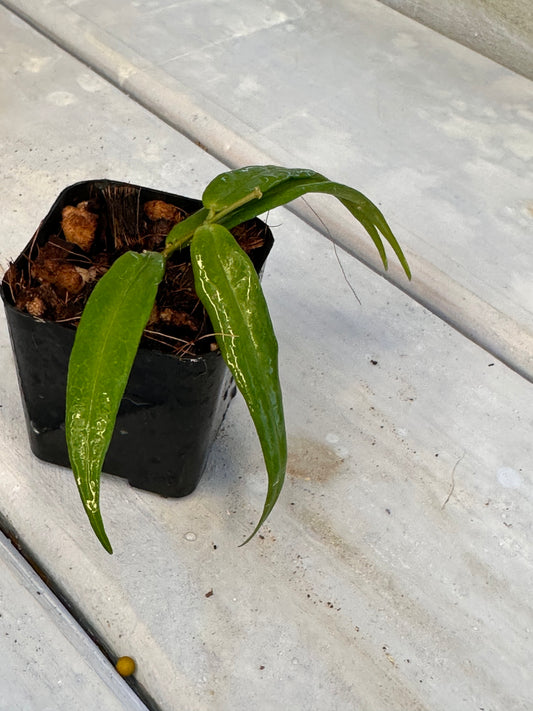 Hoya paradisea IM 04