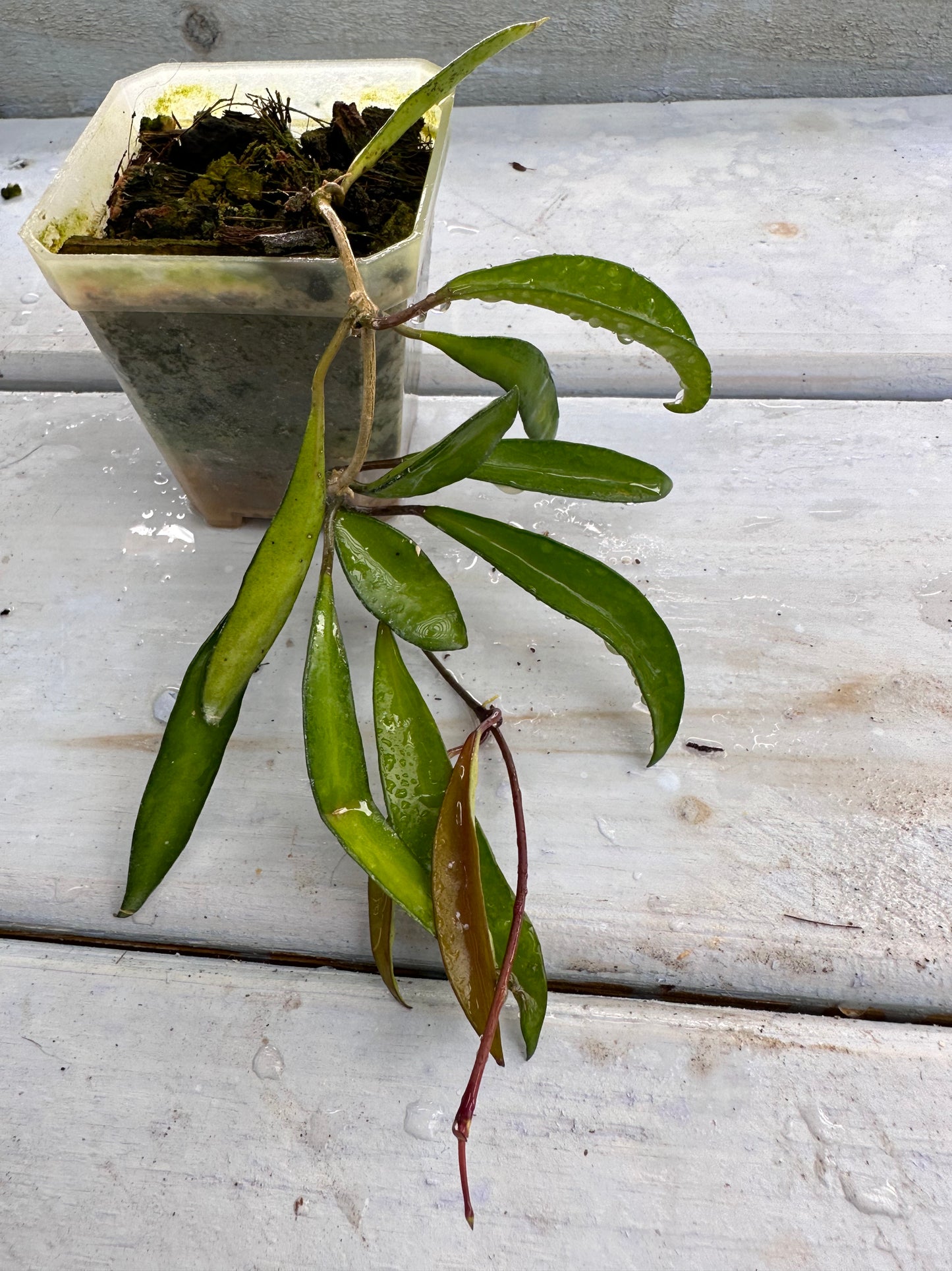 Hoya NS 00-004