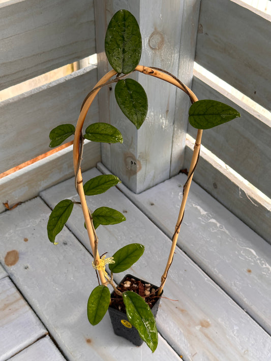 Hoya dasyantha