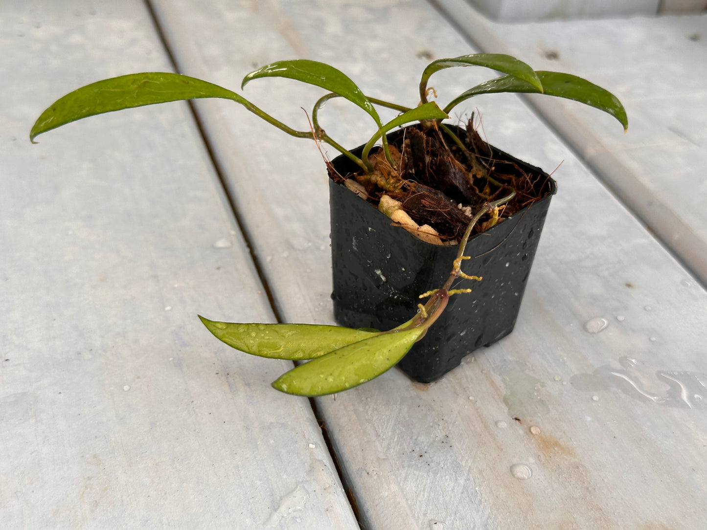 Hoya sp. Pola