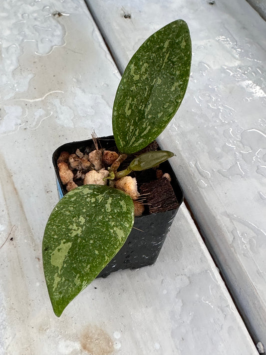 Hoya sp. Vietnam (splash)