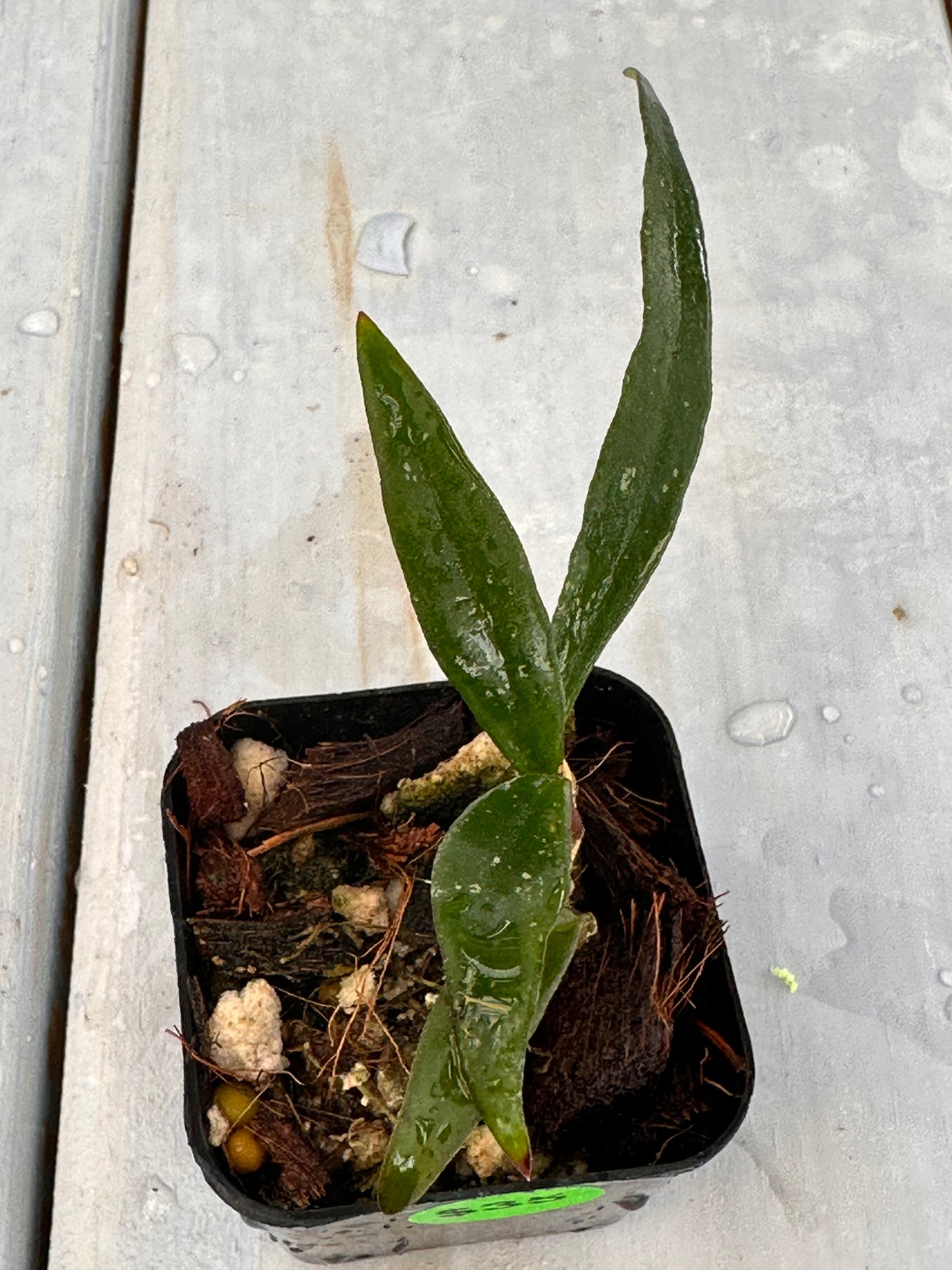 Hoya mirabilis (long leaves)