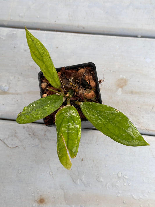Hoya crassicaulis