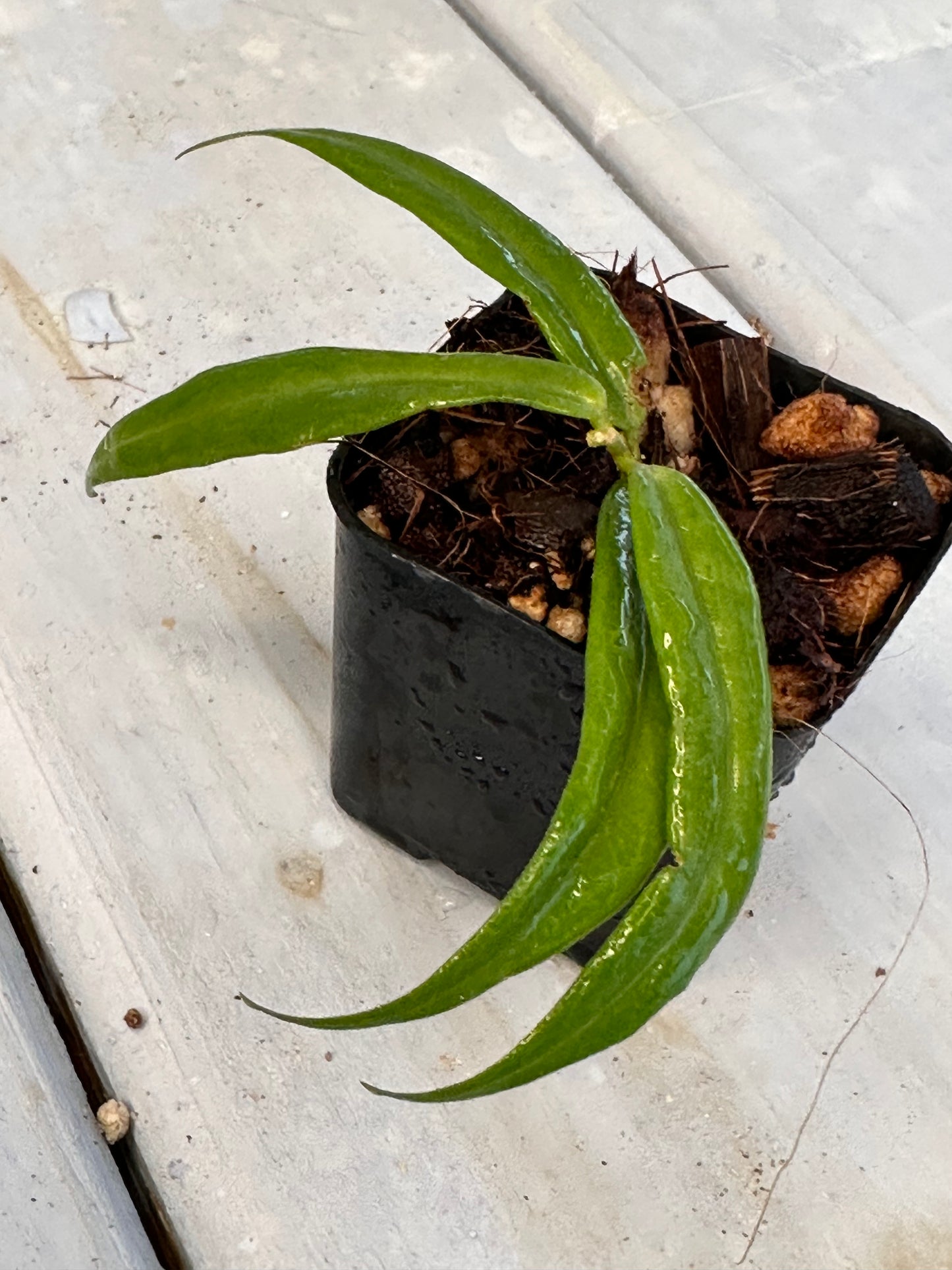 Hoya paradisea IM 04