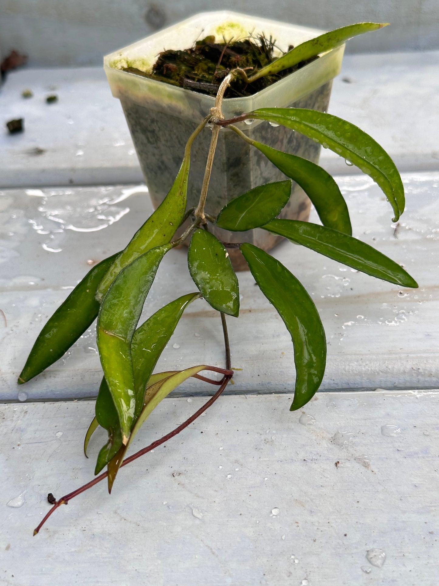 Hoya NS 00-004
