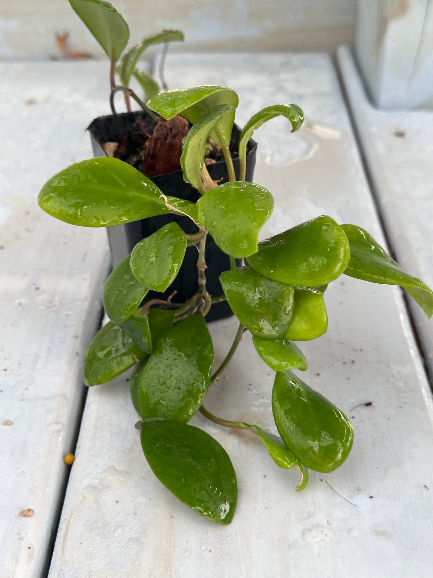 Hoya lucardenasiana