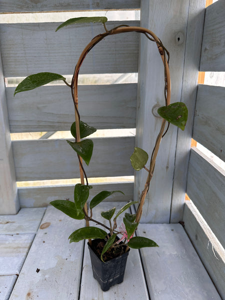Hoya sp. 22 Khao Yai - Trellised – Nest Tropicals